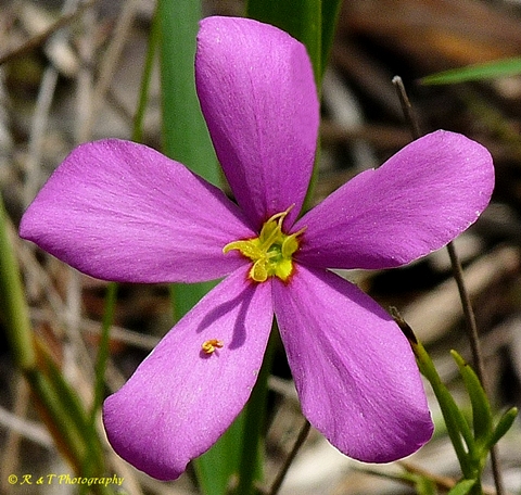 {Sabatia grandiflora}